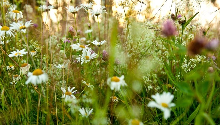 erik_leonsson-meadow_in_full_bloom-595.jpg