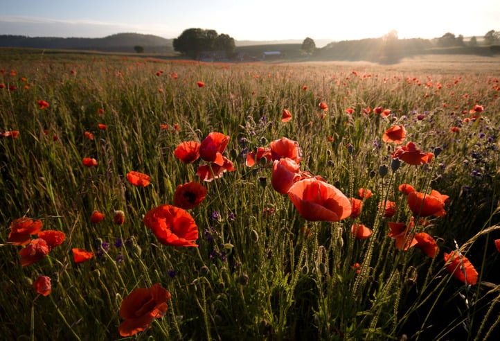 Poppy field